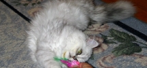 Ellen_s_Persian_2_resize