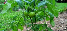 Green Tomatoes