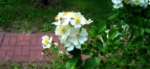Multiflora Rose Bloom