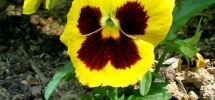 Pansy