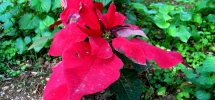 Poinsettia