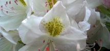 Rhododendron Bloom