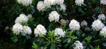 Rhododendrons