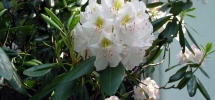 Rhododendrons