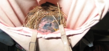 Carolina Wren Nest