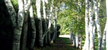 Birch Allee