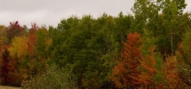 Fall Color in NH